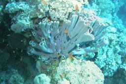 20011011_1_Shaab_Sharm_0024